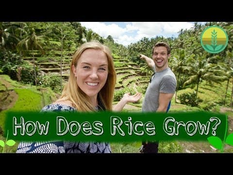 How Does Rice Grow? | Maddie Moate