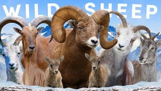 All Eight Wild Sheep Species| Including Two Controversial