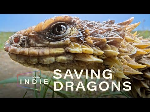 This Ancient Species Is Under Attack, How Can They Be Protected? | Seeker Indie - YouTube