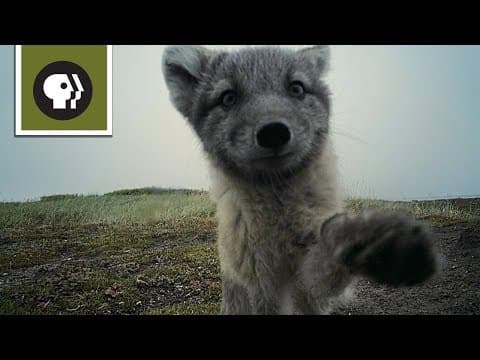 Arctic Foxes Destroy Filmmaker's Camera - YouTube