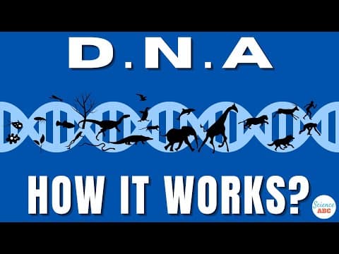 What is DNA and How Does it Work