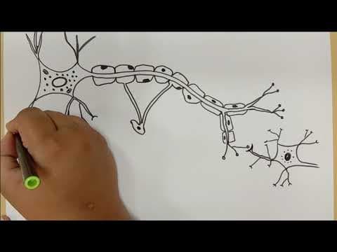 HOW TO DRAW NEURON STRUCTURE