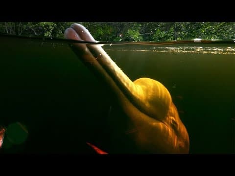 Pink River Dolphins Of The Amazon Rainforest's Hunting Secret | Earth's Great Rivers | BBC Earth