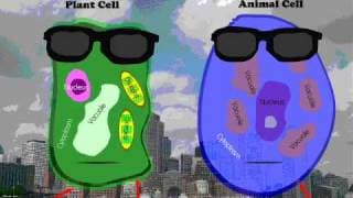 Plant and Animal Cell Rap