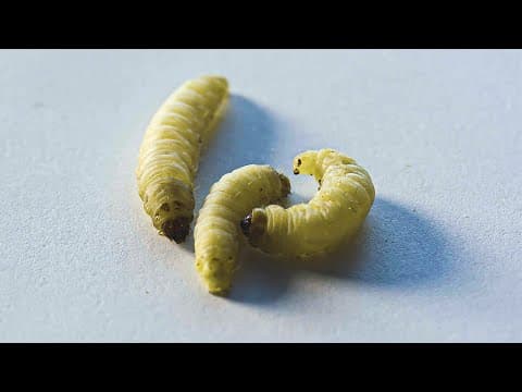 Meet The Plastic-Eating Worms | Planet Fix | BBC Earth Science - YouTube