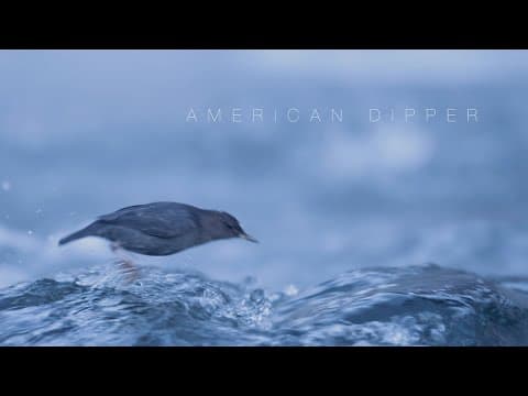 Rare footage|A drone films a moose shedding its antlers