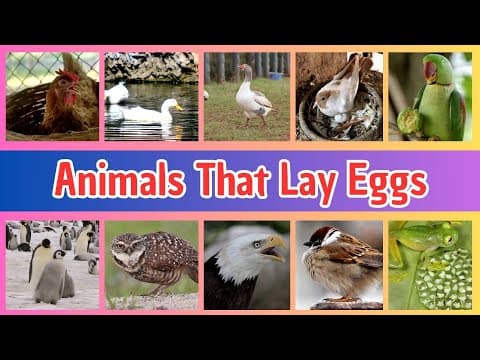 Animals That Lay Eggs for Kids | 40 Egg-Laying Animals | Fun Learning for Kindergarten & Primary