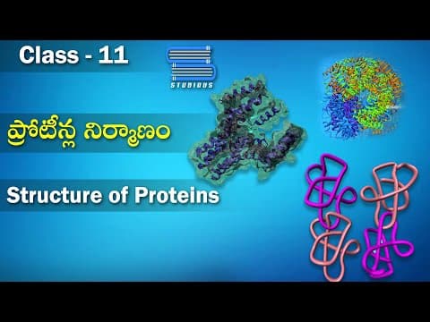 ప్రోటీన్ల నిర్మాణం - Structure of Proteins | Biomolecules
