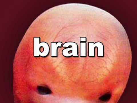 Fetal Development Week 7 (Pregnancy Health Guru)