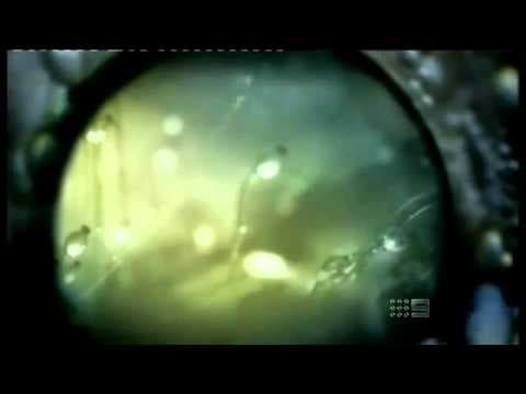 The Fastest Living Thing on the Planet! -