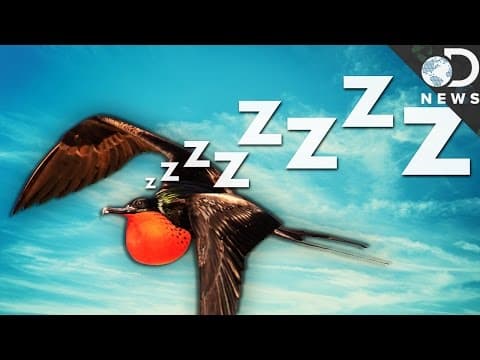 How Can Birds Sleep While They're Flying