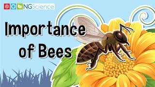 Importance of Bees