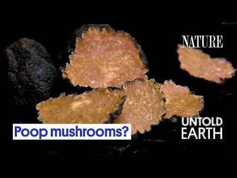 Truffles Are Hiding a Dirty Little Secret