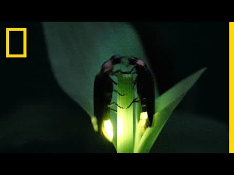 Fireflies Put on a Spectacular Mating Dance - Short Film Showcase
