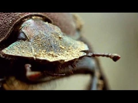 Flight of the Dung Beetle | Narrated by David Attenborough | Operation Dung Beetle