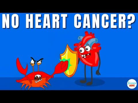 Why Heart Cancer Is So Rare It Almost Never Happens