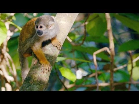 This Human Feature Gives Squirrel Monkeys Their Precise Grip - YouTube
