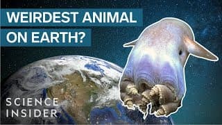 Why The Octopus Is The Weirdest Animal On Earth