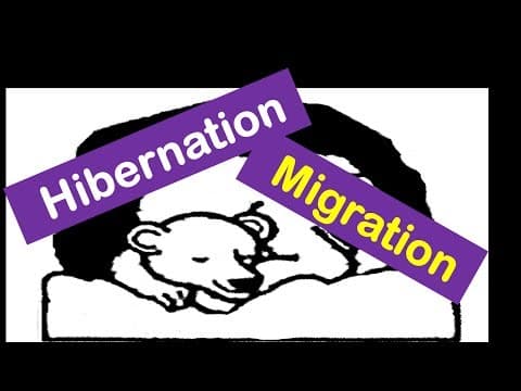 Hibernation And Migration -Animals for Kids