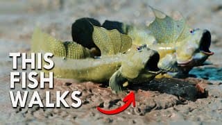 Mudskipper| Evolution In Action