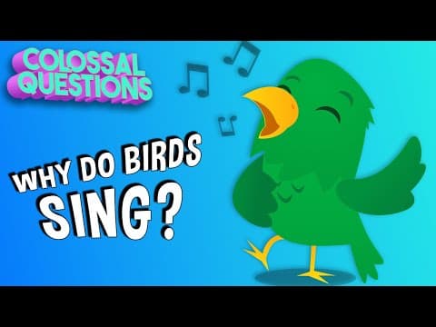 Why Do Birds Sing In The Morning COLOSSAL QUESTIONS