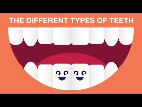 What are the different types of teeth?