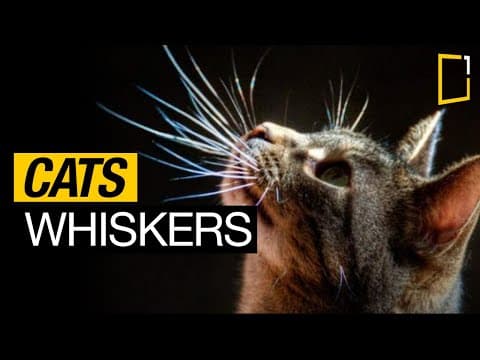 Why do cats have whiskers? | Cats Uncovered
