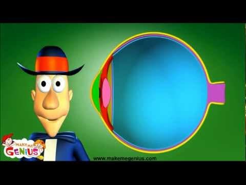 Sense of Sight - How Human Eyes Work