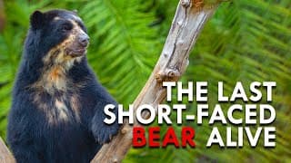 Spectacled Bears | The Apex Predator of The Andes