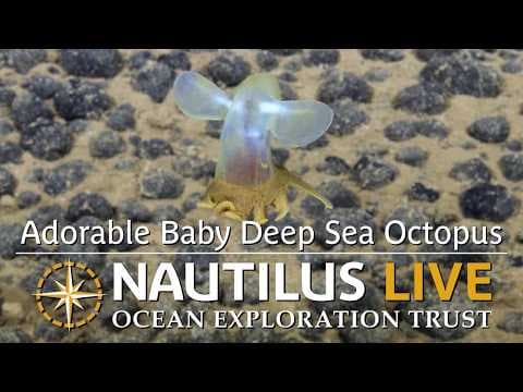 Adorable Baby Deep Sea Octopus