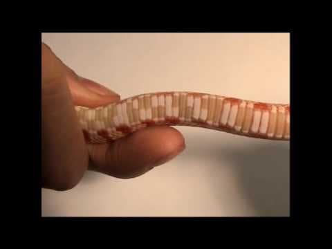 Secrets of Slithering Snakes | Science Nation