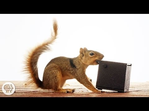 Watch These Frustrated Squirrels Go Nuts! | Deep Look - YouTube