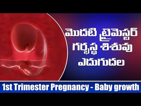 శిశువు ఎదుగుదల - ప్రెగ్నెన్సీ మొదటి ట్రైమెస్టర్ - exclusive pregnancy & child care