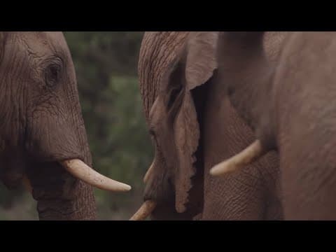 South Africa's Strongest Animals | Wild Lands: South Africa | BBC Earth