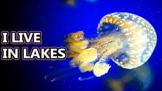 Spotted Jellyfish facts | there's more than one spotted jelly