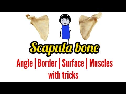 Scapula bone - Angles | Borders | Surfaces | Muscles with tricks