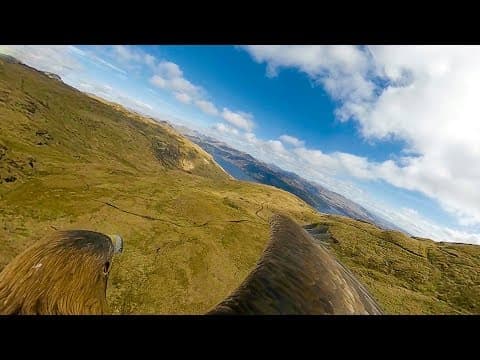 See the World From an Eagle Eye's View | Super-powered Eagles | BBC Earth - YouTube