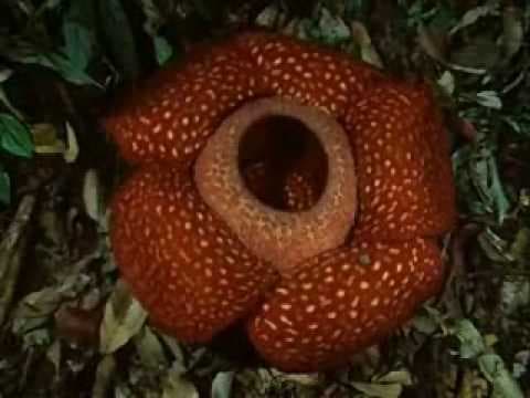 Biggest Flower in the World