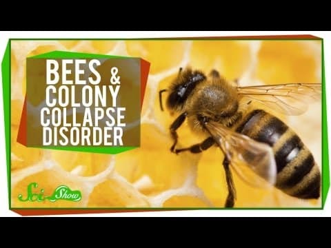 Whats Happening to Honey Bees