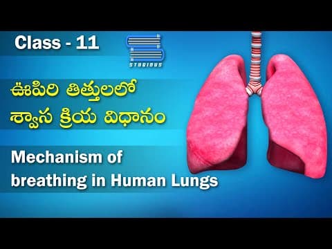 శ్వాసక్రియ విధానం - Mechanism of breathing | Breathing, and exchange of gases