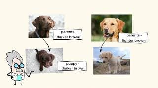 It’s All in the Genes Inheritance and Variation of Traits | MightyOwl Science