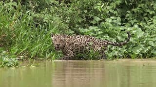 Habitats | What is a habitat