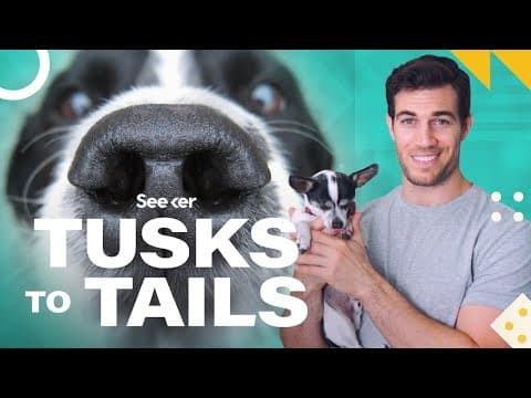 Why Your Dog Can Remember Smells and You Can't