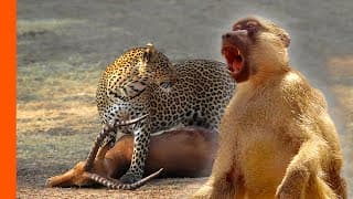 Baboons And Impala Unite To Fend Off Leopard | Predator Perspective