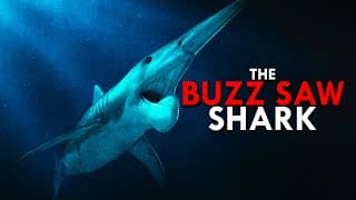 Helicoprion | The Buzz Saw Shark