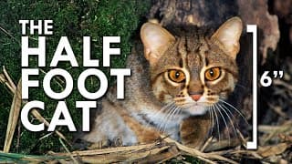 Rusty Spotted Cat |The Smallest Cat In The World