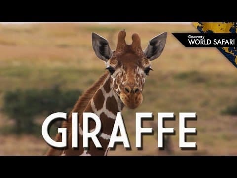 A Giraffe's Heart Can Weigh Up To 25 Pounds