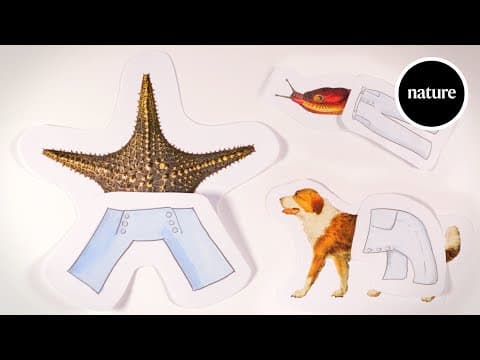 How would a starfish wear trousers