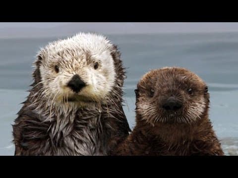 The Fantastic Fur of Sea Otters | Deep Look - YouTube
