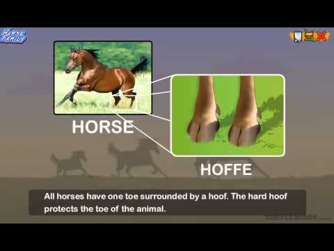 Every Type of Horse in the Horse Family! Animal Science for Kids